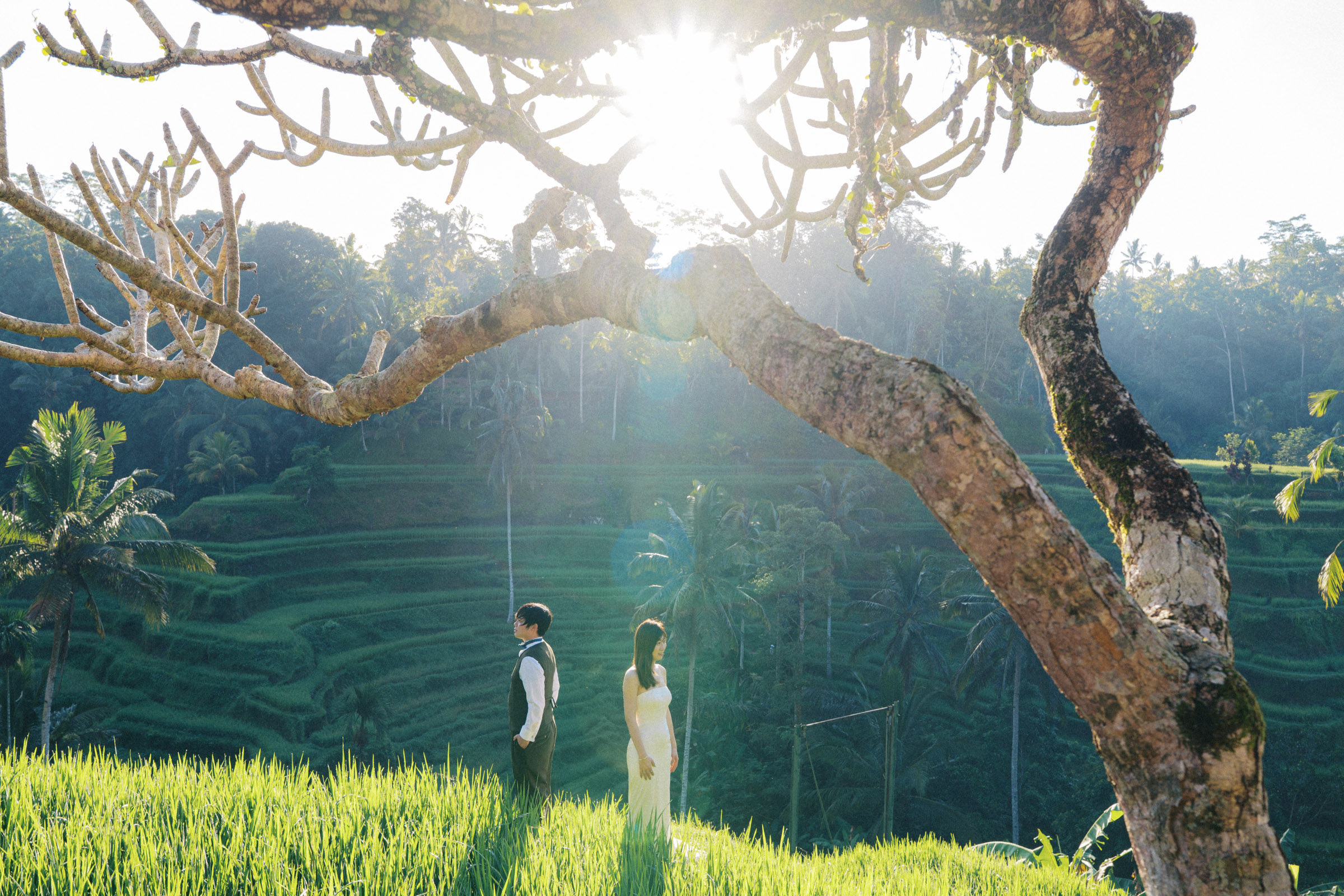 Tatsu and Mika beneath a spreading tree in the morning light at Ubud rice terraces